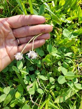 Image of Parasol Clover