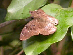 Image of Tagiades flesus Fabricius 1781