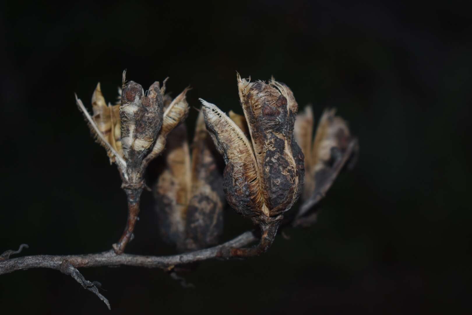 Image of Yucca cernua E. L. Keith