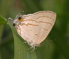 Imagem de Hypolycaena philippus (Fabricius 1793)