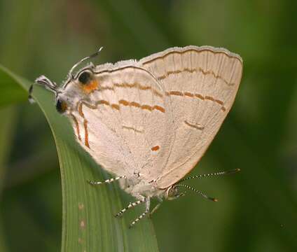 Image of Hypolycaena philippus (Fabricius 1793)