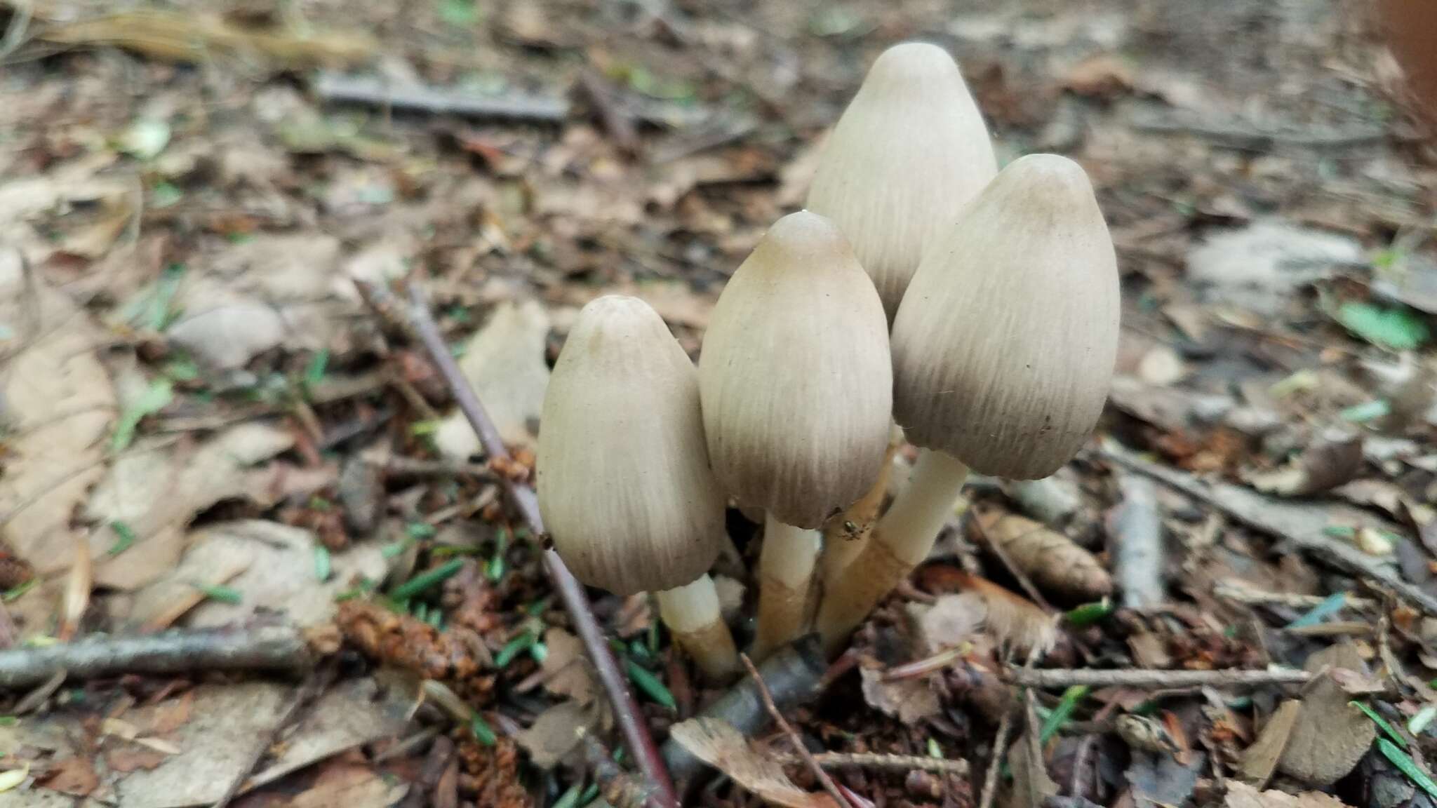 Image of Coprinopsis acuminata (Romagn.) Redhead, Vilgalys & Moncalvo 2001