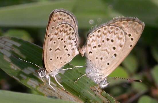 Image of Zizeeria knysna (Trimen 1862)