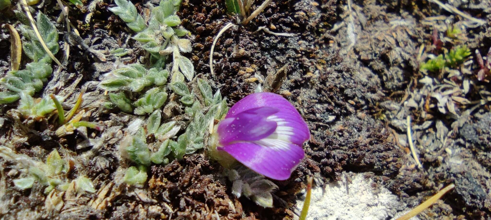 Image of Astragalus uniflorus (Dombey) DC.