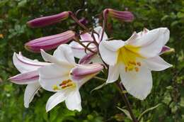 Imagem de Lilium regale E. H. Wilson