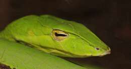 Image of Asian Vine Snake