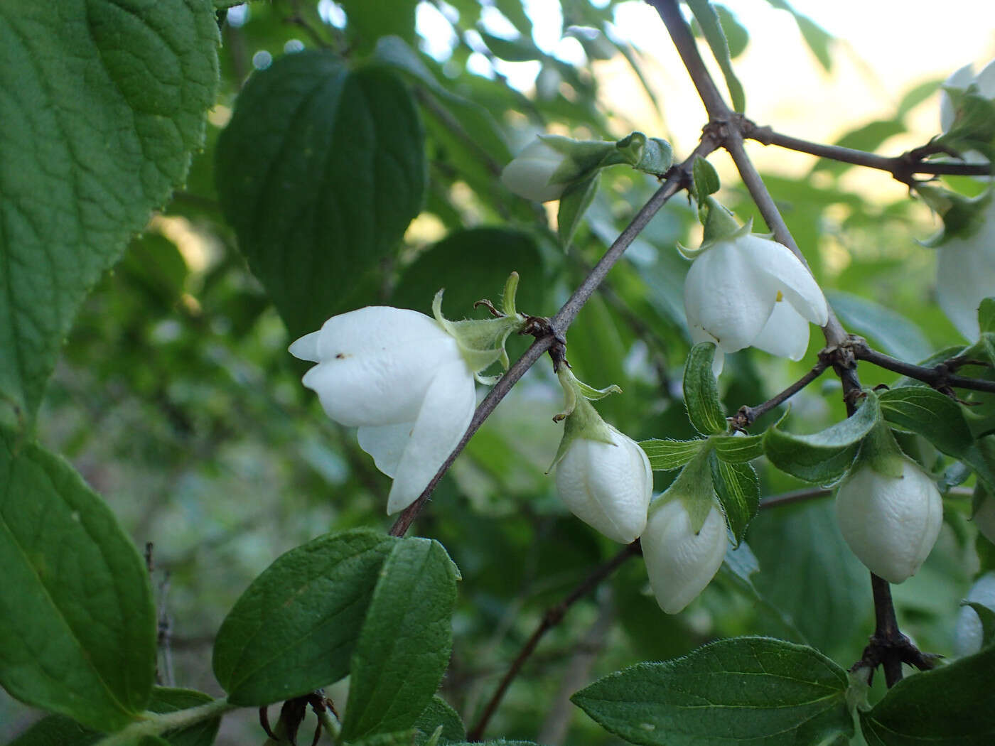 Image of streambank mock orange