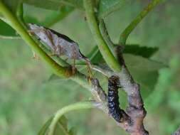 Image of Vernal Shieldbug