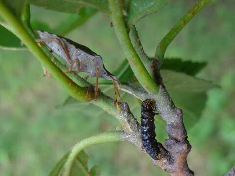 Image of Vernal Shieldbug