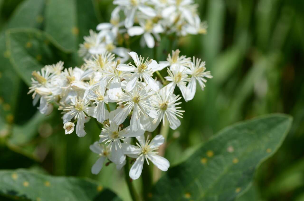 Imagem de Clematis recta L.