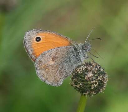 Image of small heath