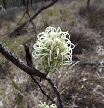 Image de Hakea lorea (R. Br.) R. Br.