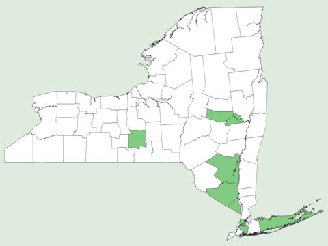 <span class="translation_missing" title="translation missing: en.medium.untitled.map_image_of, page_name: <i>Acer ginnala</i>">Map Image Of</span>