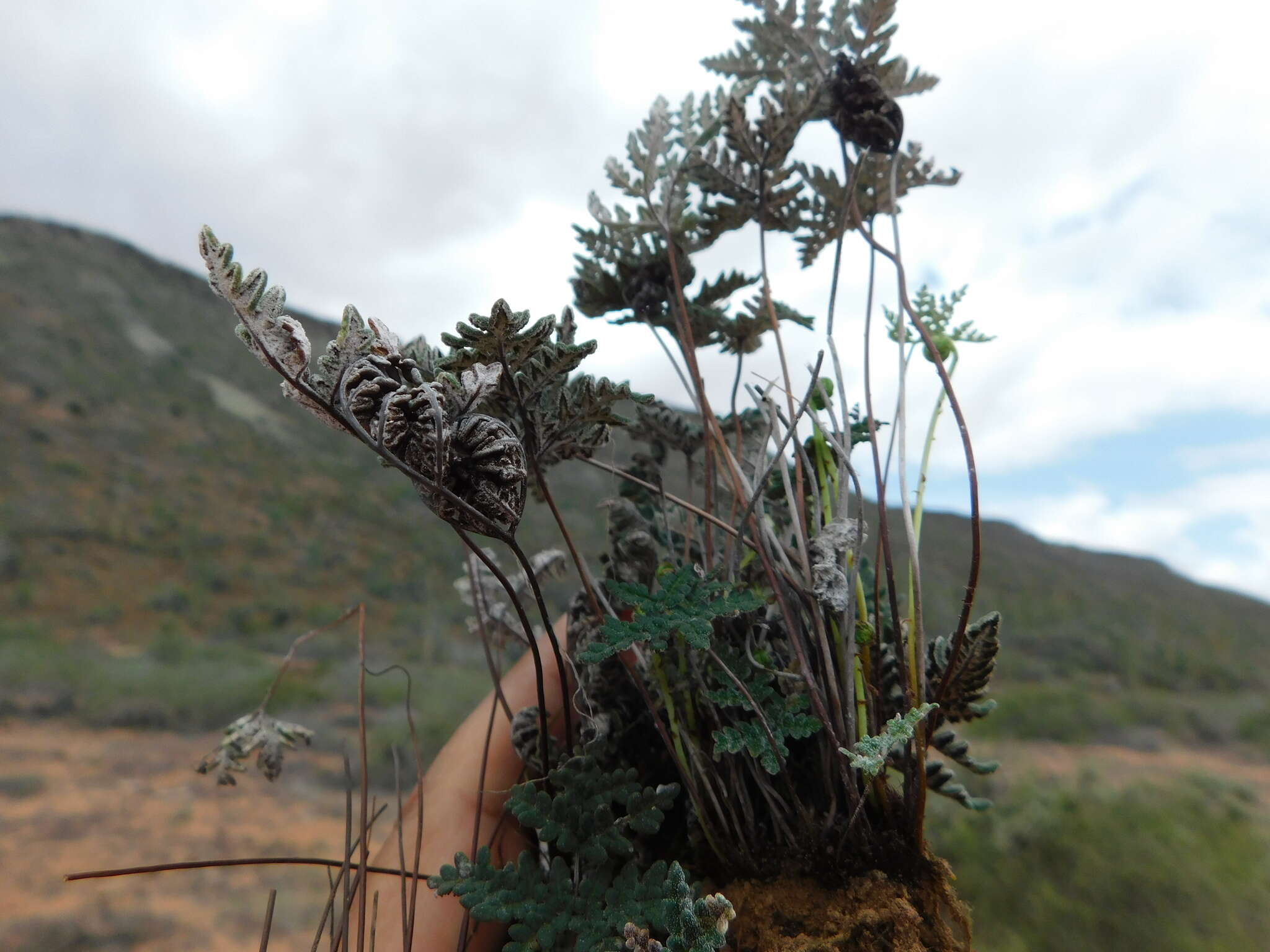 Image of California cloak fern