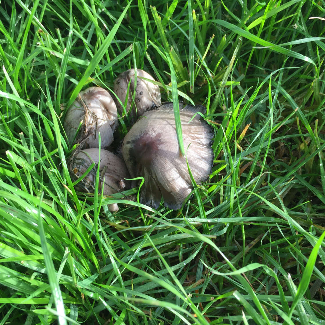 Coprinopsis atramentaria (Bull.) Redhead, Vilgalys & Moncalvo 2001 resmi