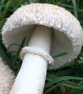 Leucoagaricus barssii (Zeller) Vellinga 2000 resmi