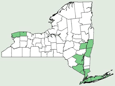 <span class="translation_missing" title="translation missing: en.medium.untitled.map_image_of, page_name: sycamore maple">Map Image Of</span>