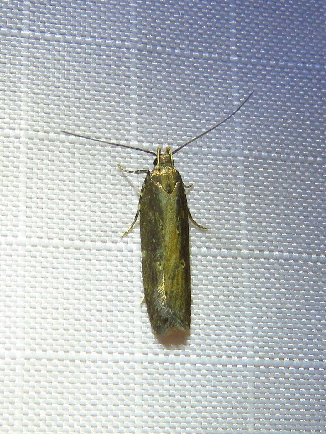 Image of Eyeringed Chionodes Moth