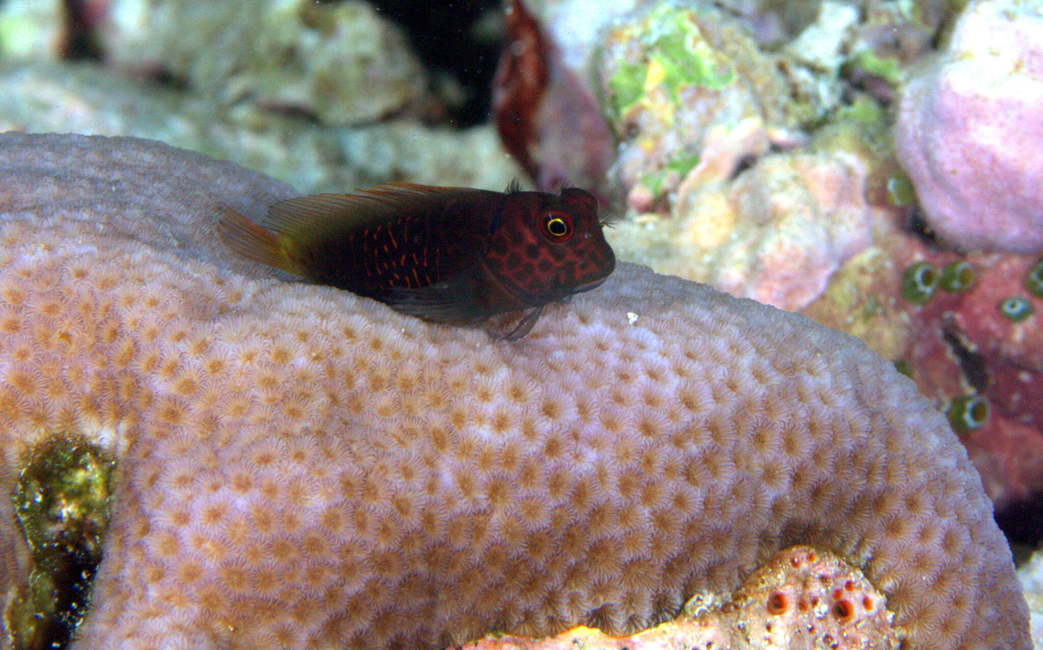 Image of Red-streaked Blenny