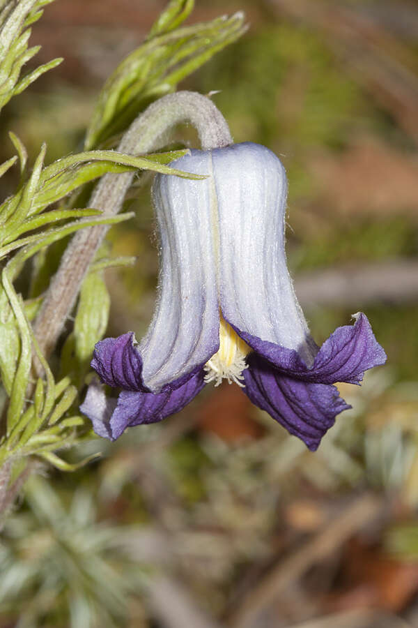 Image of hairy clematis