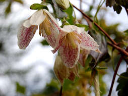 Imagem de Clematis cirrhosa L.