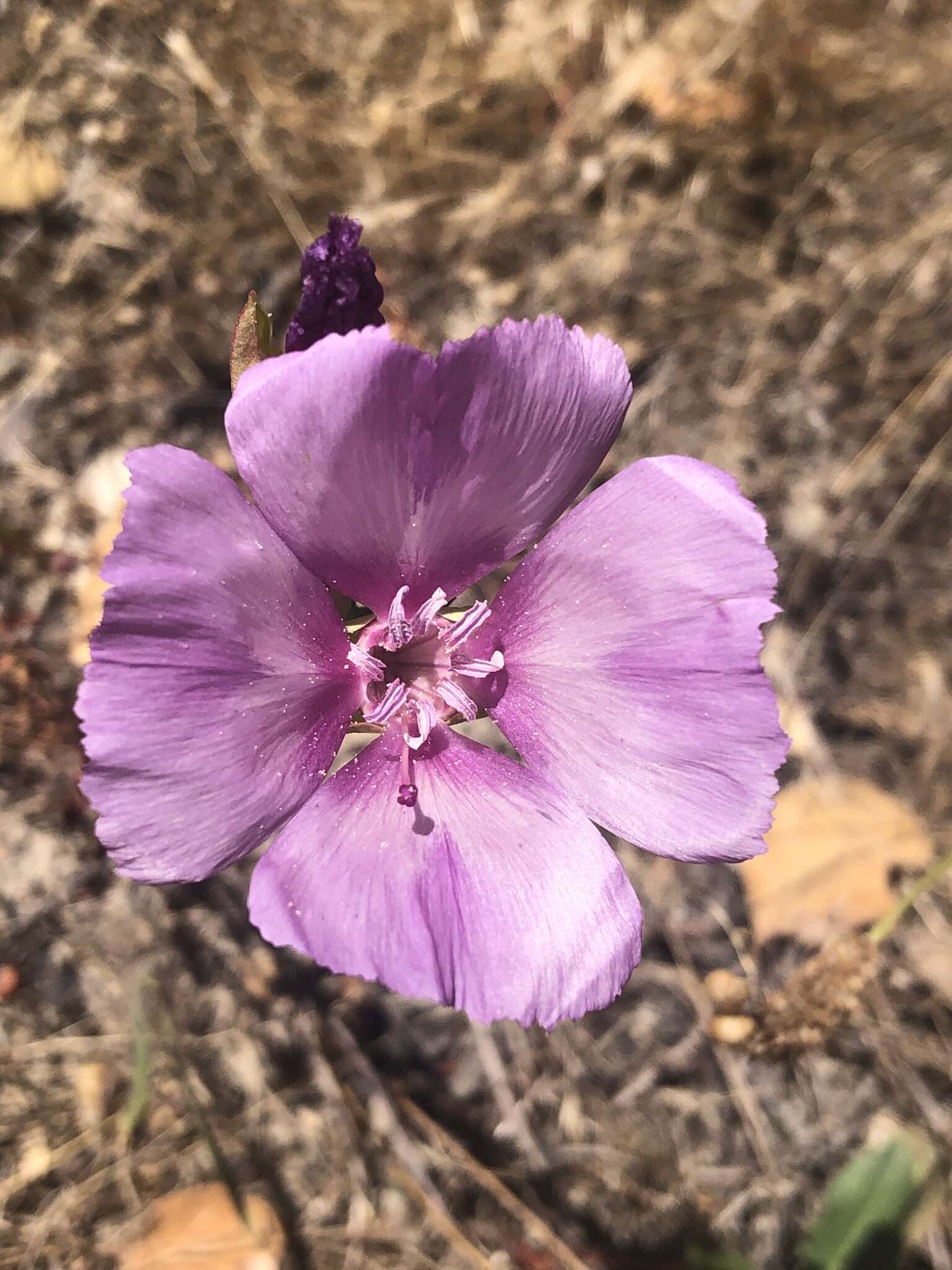 Слика од Clarkia imbricata H. & M. Lewis