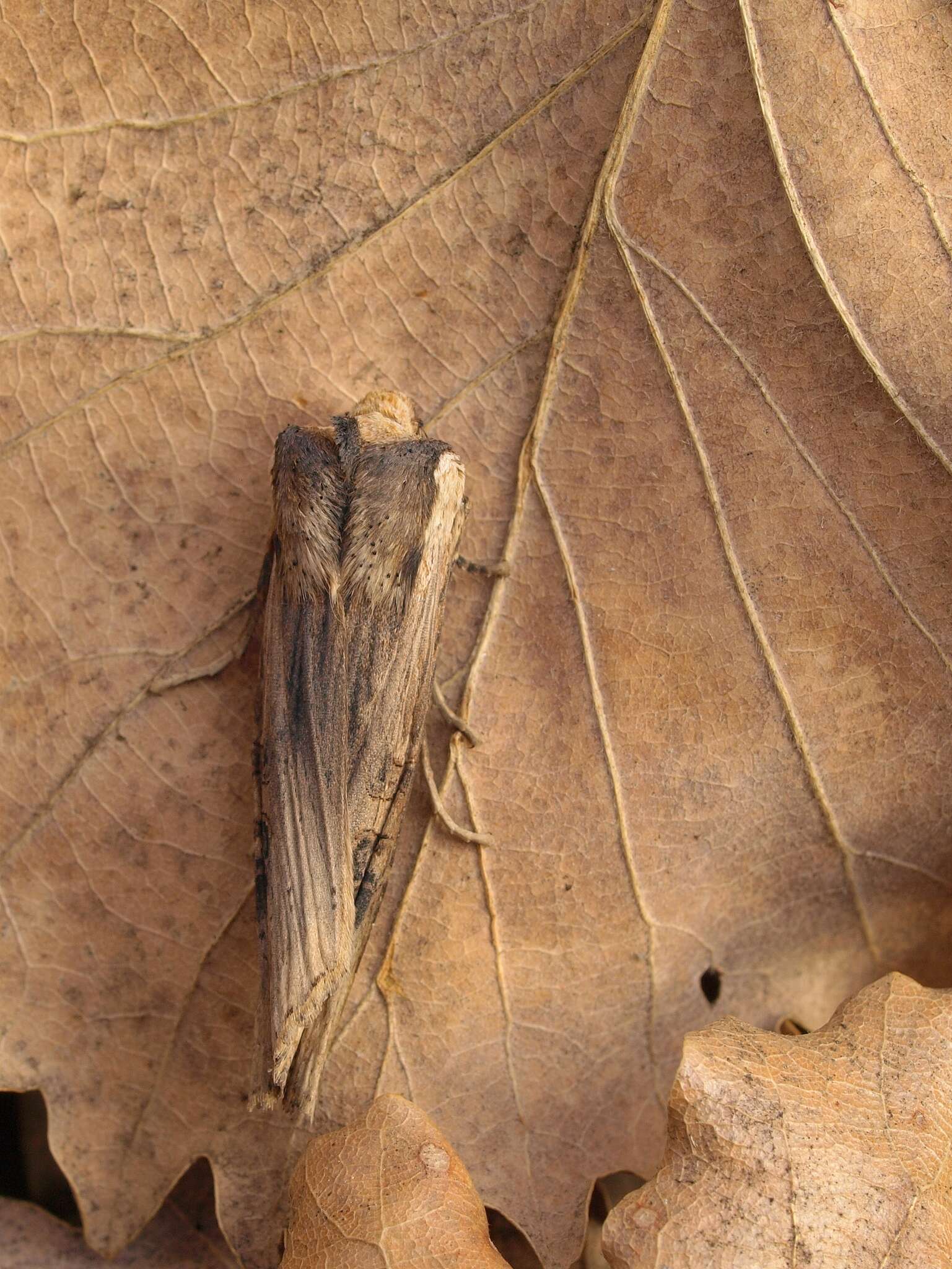 Image of Sword-grass moth