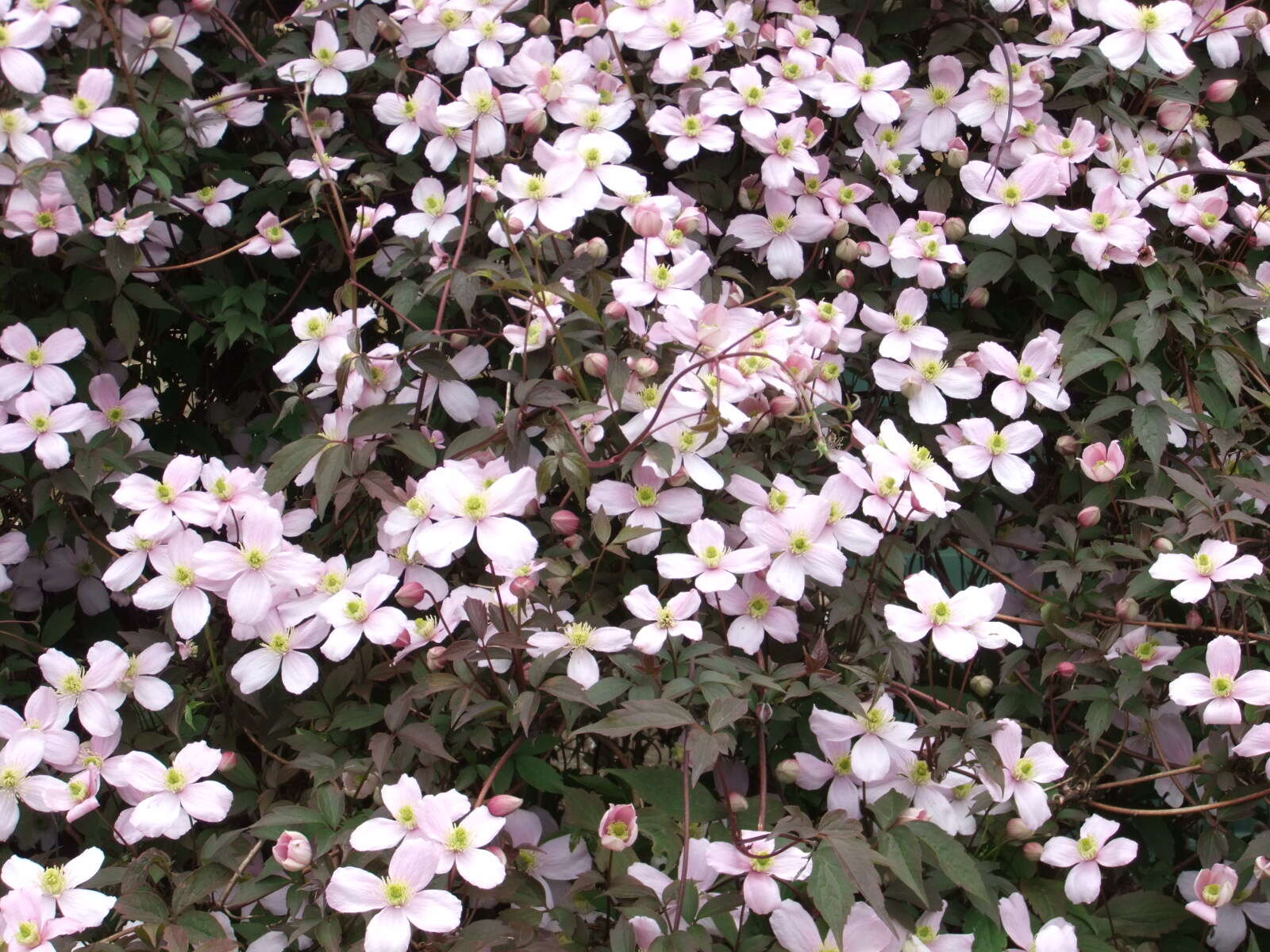 Image of Himalayan Clematis