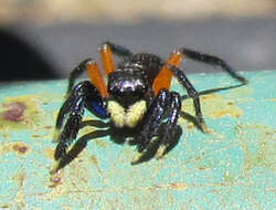 Image of Contrasting Jumping Spider