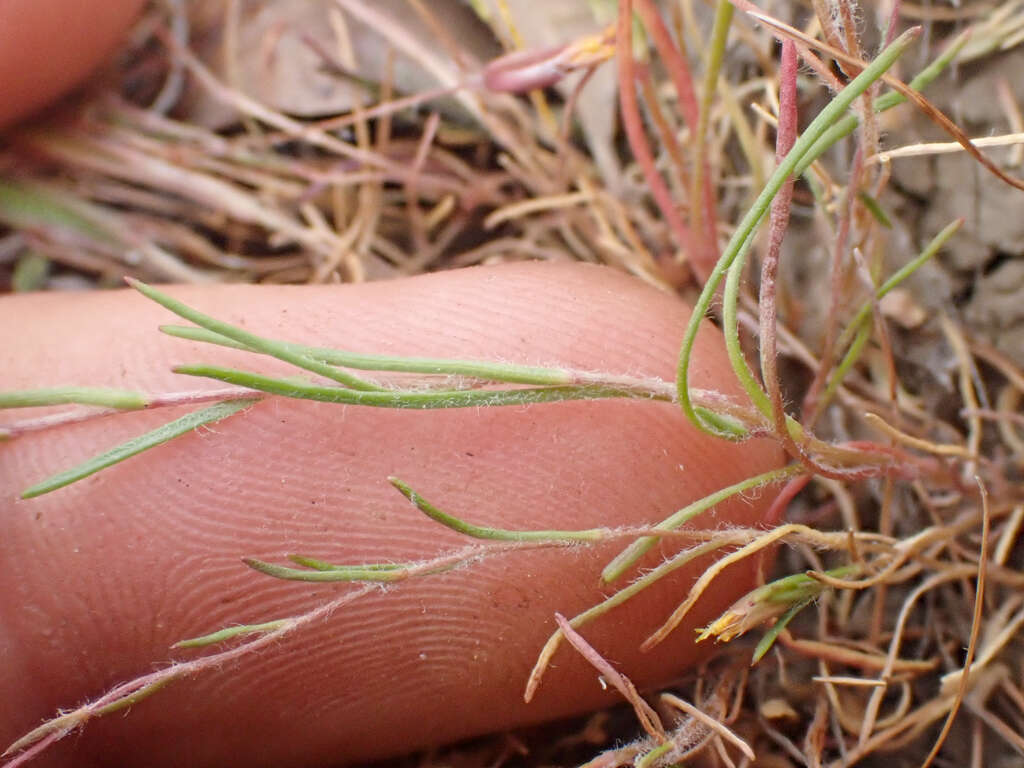 Image of meager pygmydaisy