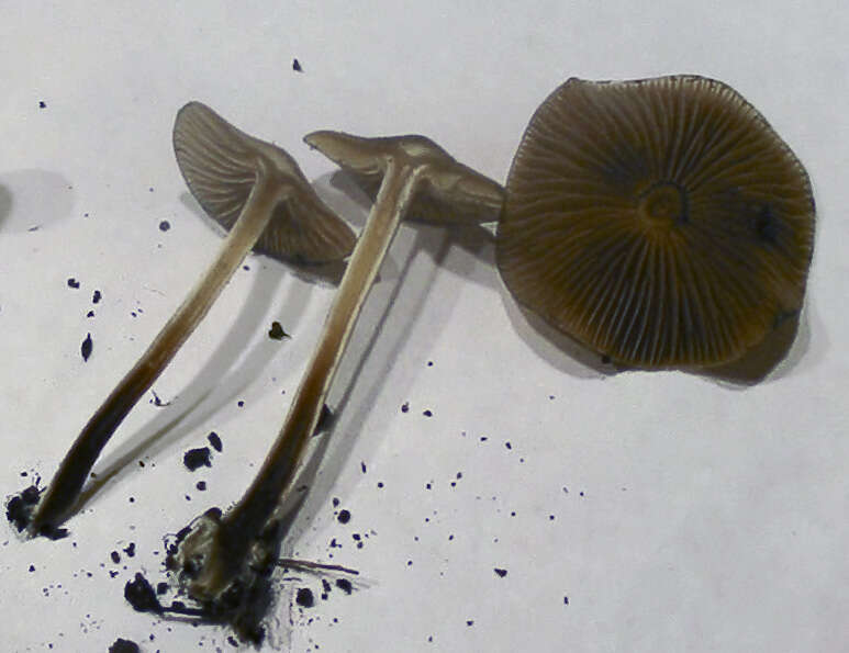 Image de Panaeolus cyanescens Sacc. 1887