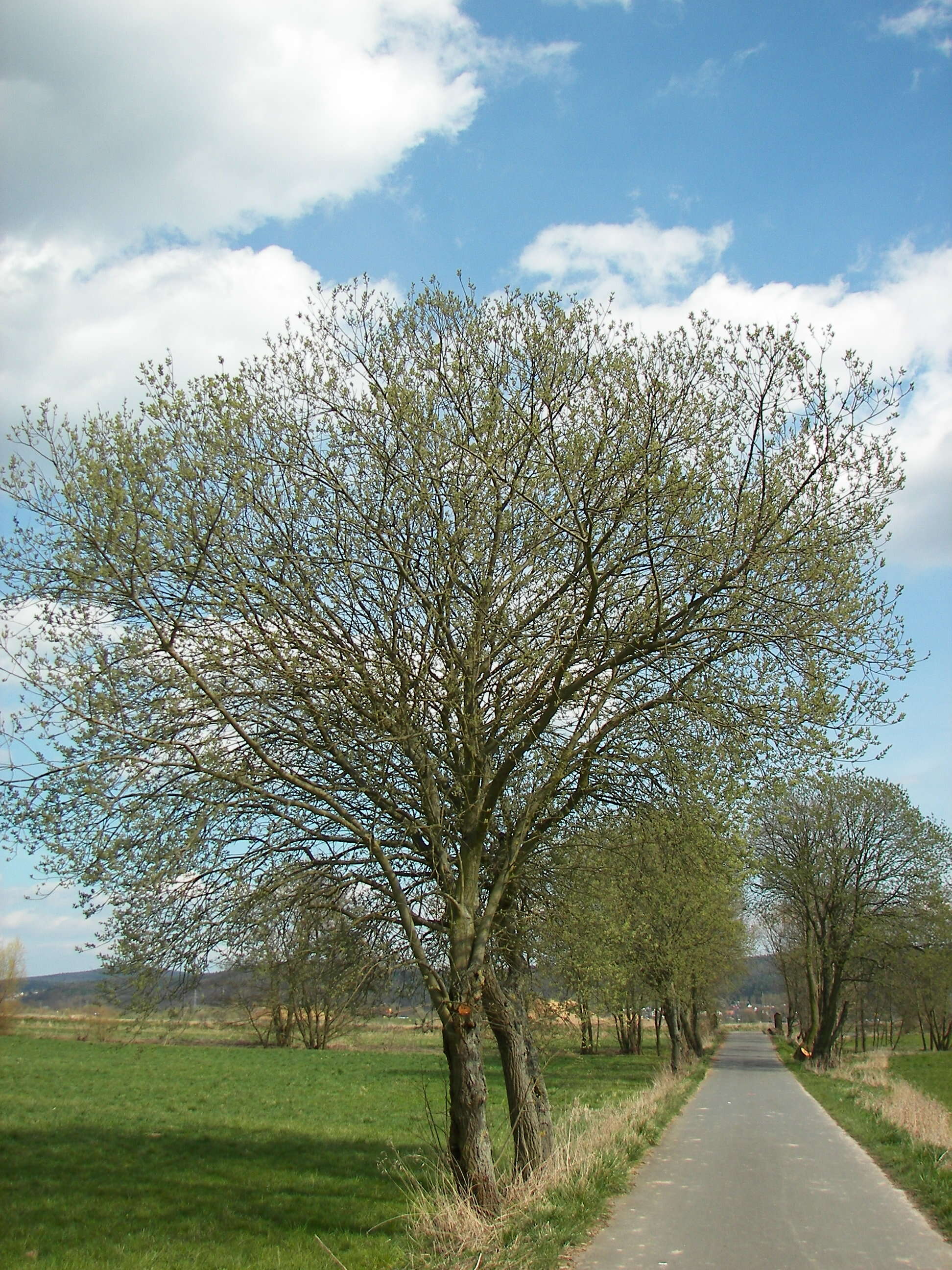 Image of goat willow