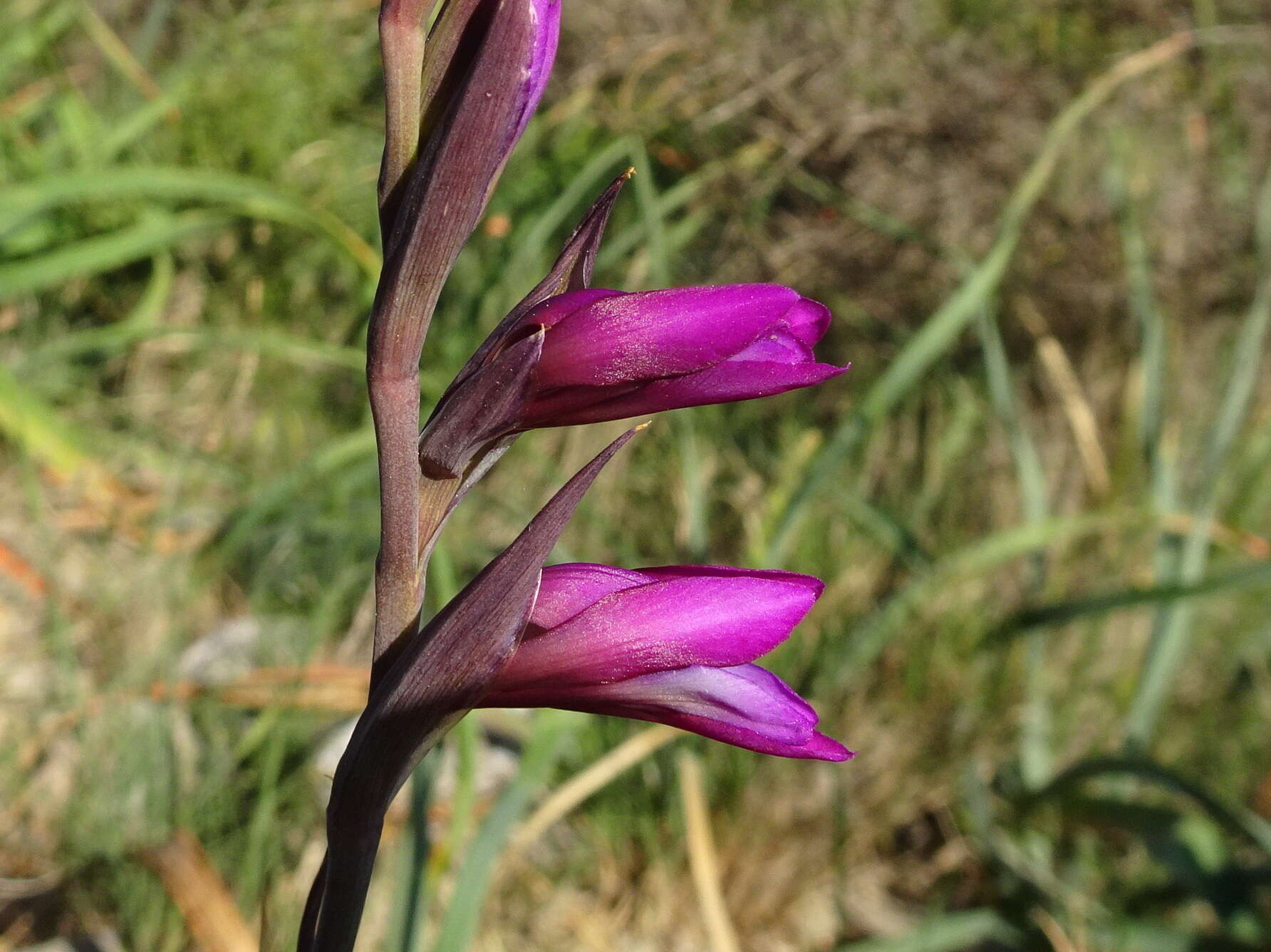 Image of Common Sword Lily