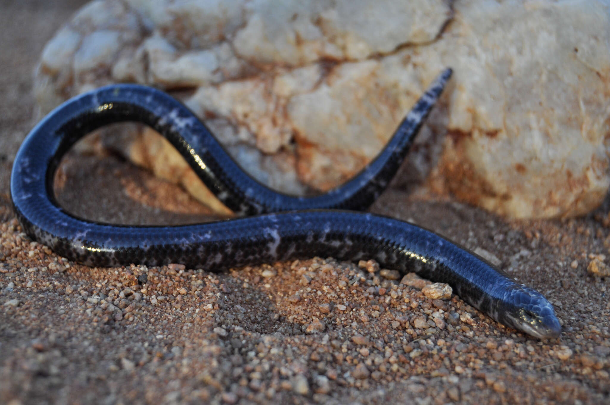 صورة Acontias occidentalis Fitzsimons 1941