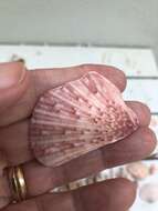 Image of Bermuda sand scallop