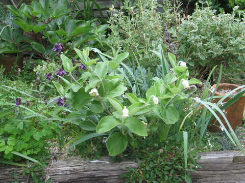 Imagem de Clematis coactilis (Fernald) Keener