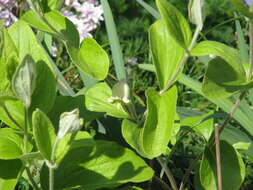 Image of Erect silky leather-flower