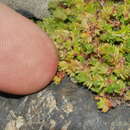 Image of Crassula moschata Forst.