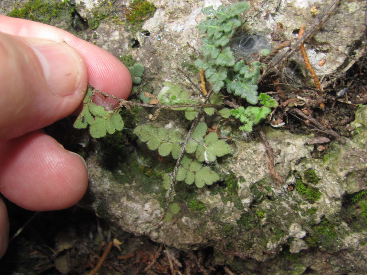 Imagem de Myriopteris scabra (C. Chr.) Grusz & Windham