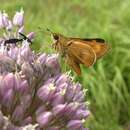 Image of Byssus Skipper