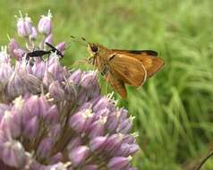 Image of Byssus Skipper