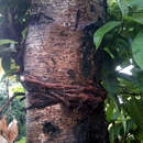 Image of Ficus concinna (Miq.) Miq.