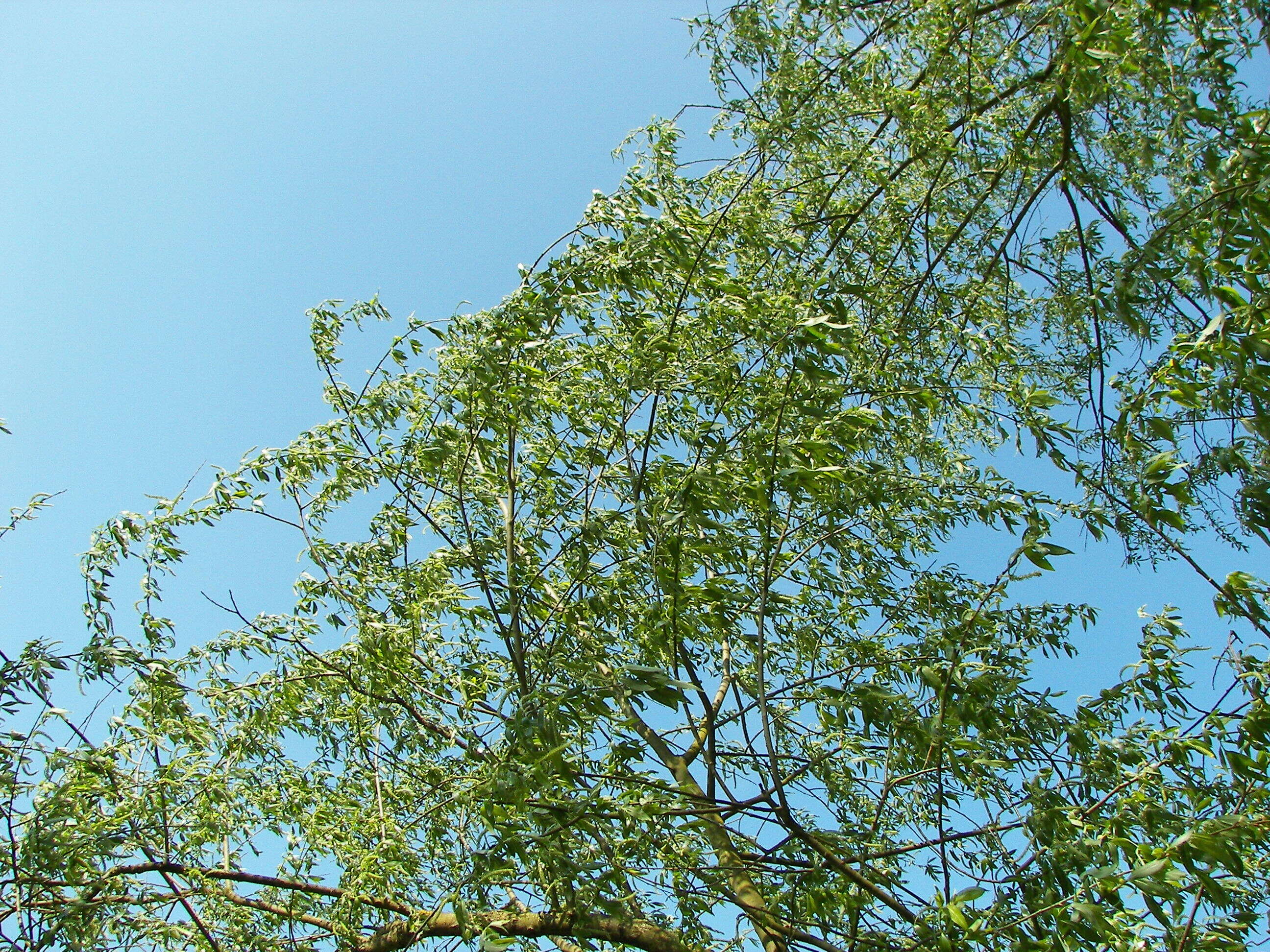 Image of White Willow