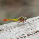 Imagem de Viridithemis viridula Fraser 1960