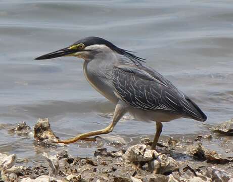 Image of Green-backed Heron