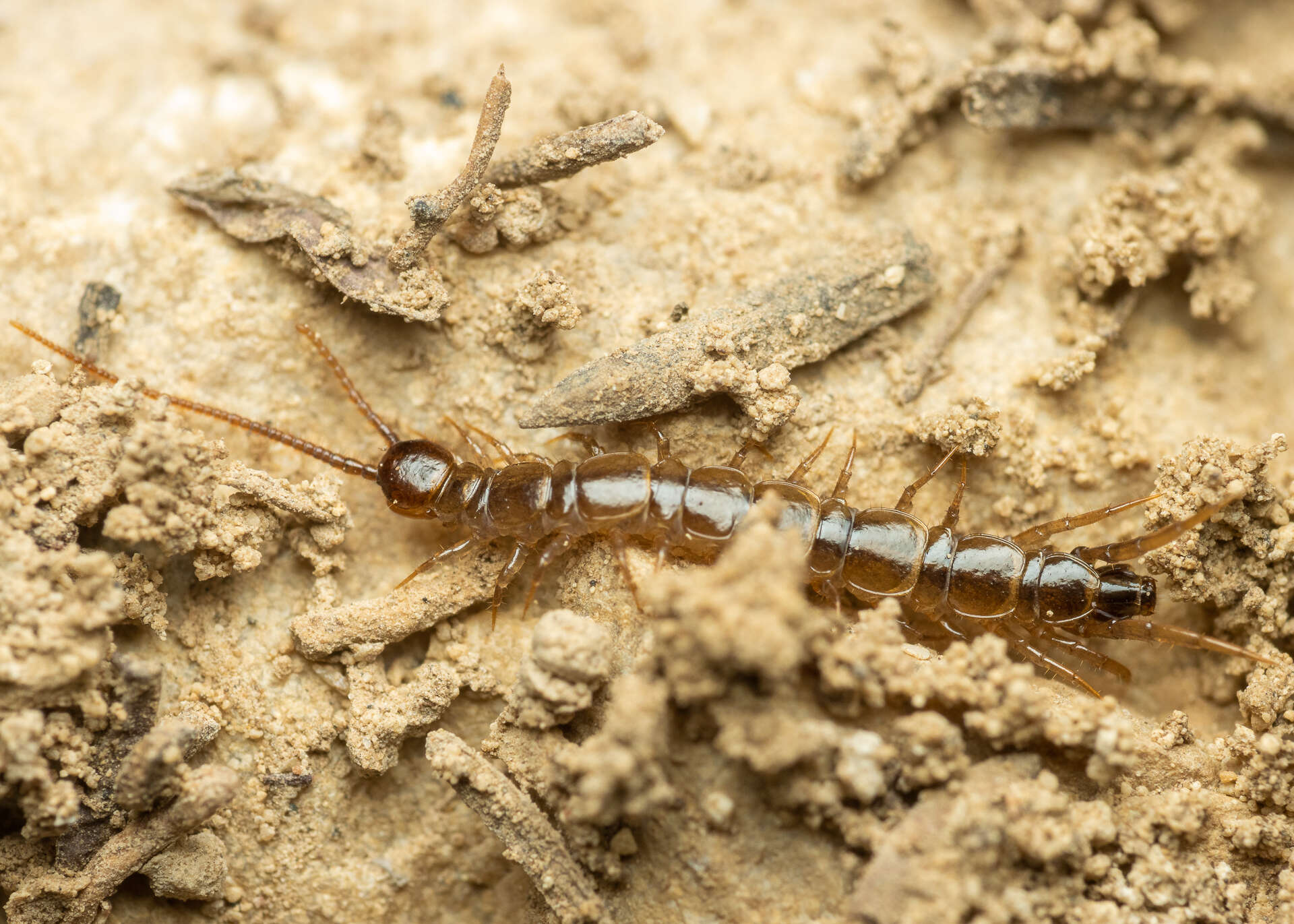 Image de Lithobius calcaratus C. L. Koch 1844