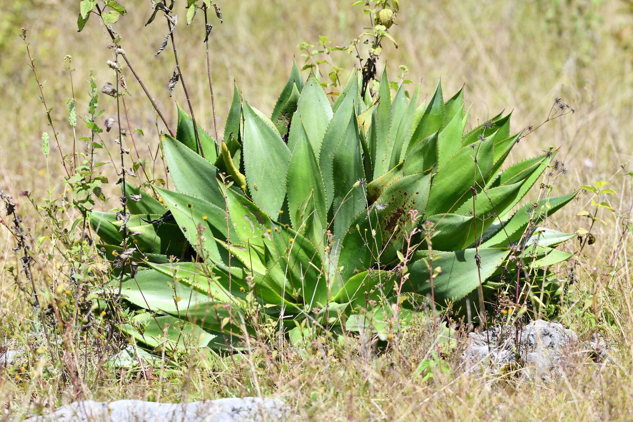 صورة Agave mitis Mart.