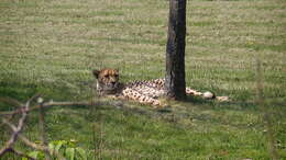 Image of Namibian cheetah