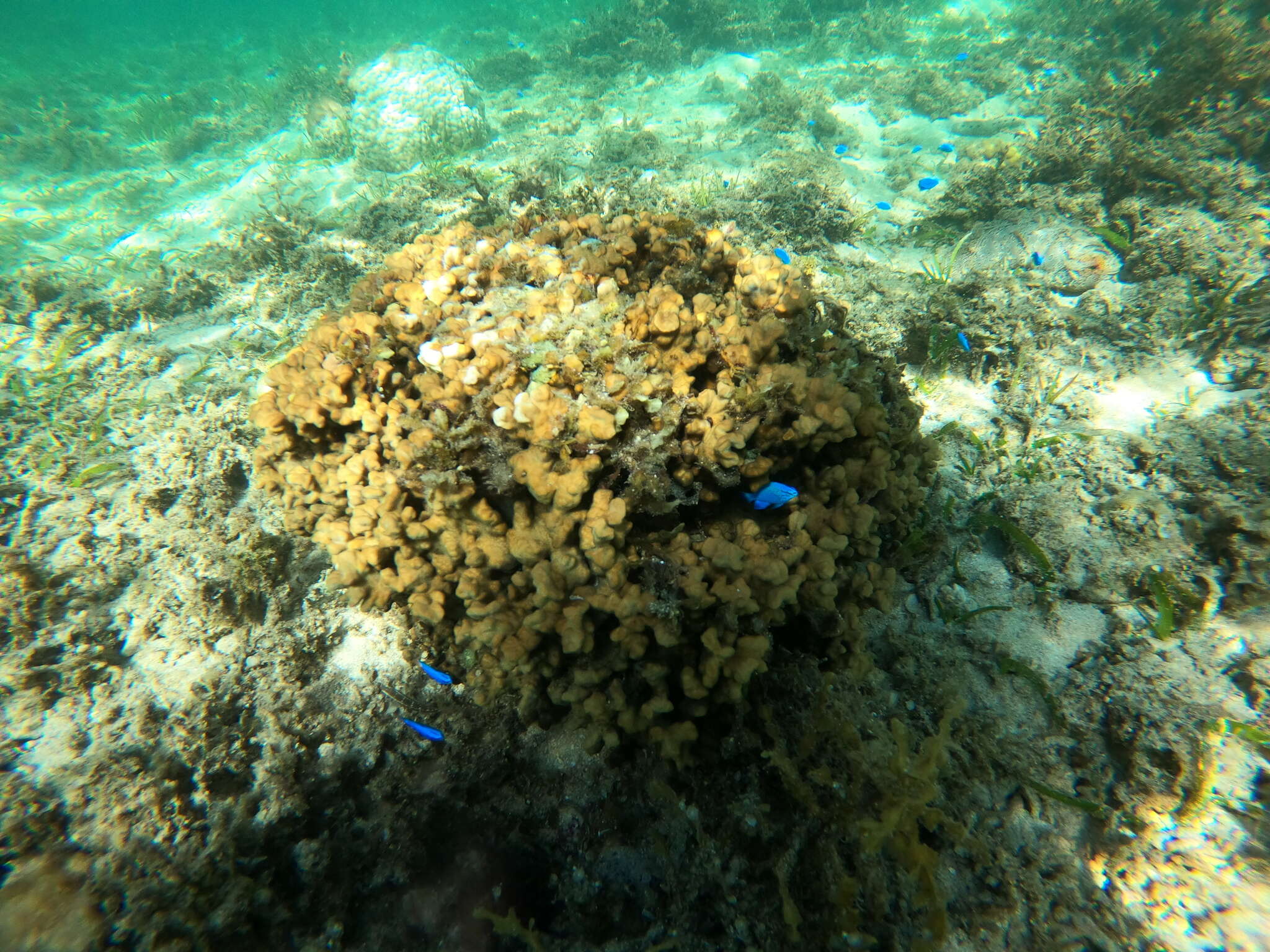 Image of Branched Sandpaper Coral