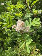 صورة Sorbus sitchensis var. grayi (Wenzig) C. L. Hitchc.